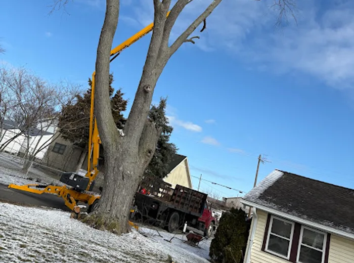 Large tree sectional takedown