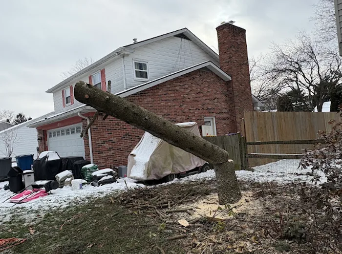 Storm damage cleanup