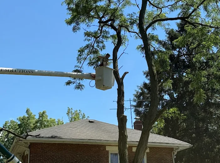Climber in bucket lift trimming a tall tree