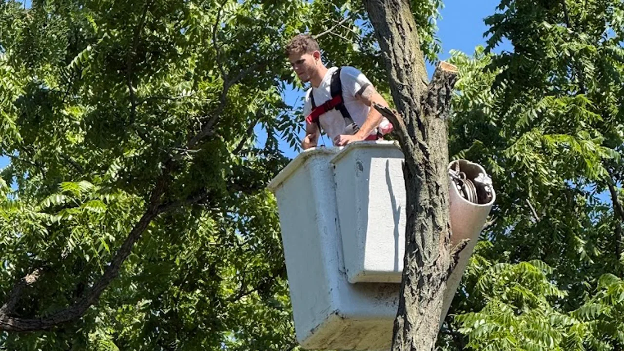 KBR Evergreen Arbor crew member working from a bucket lift high in a tree
